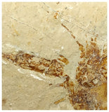 13095 - Amazing Rare Fossil Crustacean Lobster Pseudostacus sp Cretaceous Age Lebanon