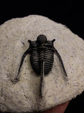 00717 - Nicely Prepared Spiny OTARION BOUTSCHARAFINENSE (Cyphaspis) Middle Devonian Trilobite