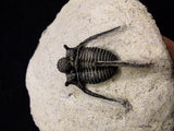 00717 - Nicely Prepared Spiny OTARION BOUTSCHARAFINENSE (Cyphaspis) Middle Devonian Trilobite