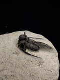 00717 - Nicely Prepared Spiny OTARION BOUTSCHARAFINENSE (Cyphaspis) Middle Devonian Trilobite