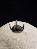 00717 - Nicely Prepared Spiny OTARION BOUTSCHARAFINENSE (Cyphaspis) Middle Devonian Trilobite