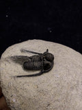 00717 - Nicely Prepared Spiny OTARION BOUTSCHARAFINENSE (Cyphaspis) Middle Devonian Trilobite