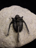 00717 - Nicely Prepared Spiny OTARION BOUTSCHARAFINENSE (Cyphaspis) Middle Devonian Trilobite