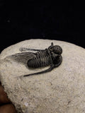 00717 - Nicely Prepared Spiny OTARION BOUTSCHARAFINENSE (Cyphaspis) Middle Devonian Trilobite