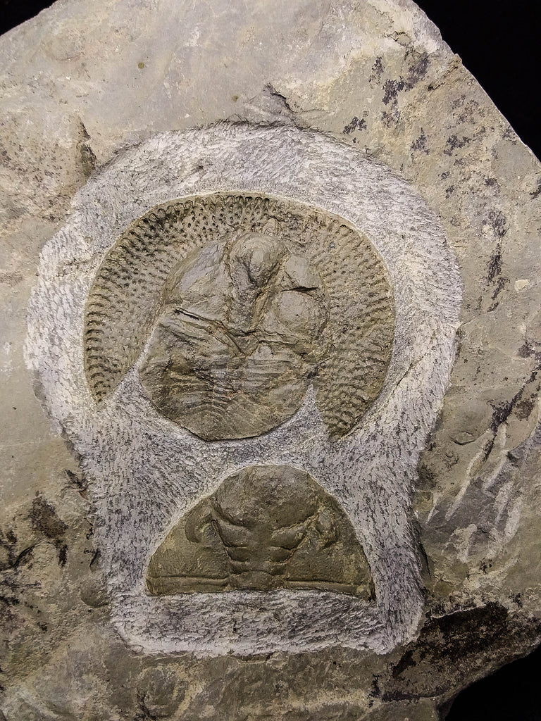 00737 - Finest Grade 1.59 Inch Nankinolithus Ordovician Trilobite