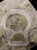 00737 - Finest Grade 1.59 Inch Nankinolithus Ordovician Trilobite