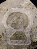 00737 - Finest Grade 1.59 Inch Nankinolithus Ordovician Trilobite