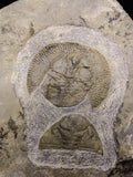 00737 - Finest Grade 1.59 Inch Nankinolithus Ordovician Trilobite