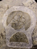 00737 - Finest Grade 1.59 Inch Nankinolithus Ordovician Trilobite