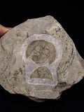 00737 - Finest Grade 1.59 Inch Nankinolithus Ordovician Trilobite