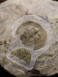 00737 - Finest Grade 1.59 Inch Nankinolithus Ordovician Trilobite