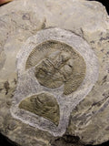 00737 - Finest Grade 1.59 Inch Nankinolithus Ordovician Trilobite