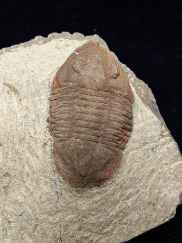 00740 - Nicely Preserved 1.82 Inch ASAPHELLUS SP Ordovician Trilobite Fezouata Fm