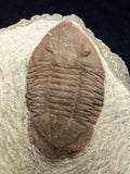 00740 - Nicely Preserved 1.82 Inch ASAPHELLUS SP Ordovician Trilobite Fezouata Fm