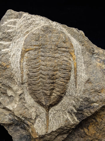 00745 - Rare MUCRONASPIS SP Trilobite Upper Ordovician Ktaoua Fm