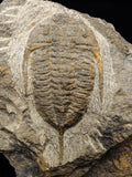 00745 - Rare MUCRONASPIS SP Trilobite Upper Ordovician Ktaoua Fm