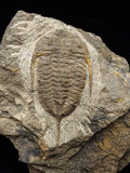 00745 - Rare MUCRONASPIS SP Trilobite Upper Ordovician Ktaoua Fm