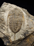 00745 - Rare MUCRONASPIS SP Trilobite Upper Ordovician Ktaoua Fm