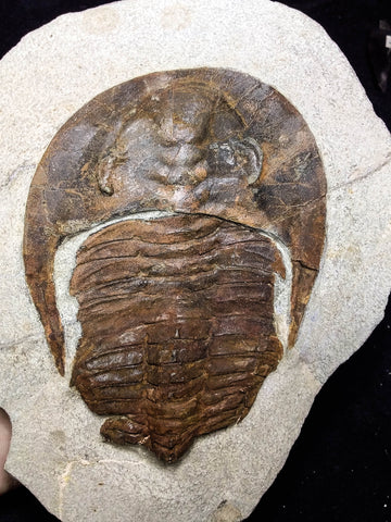 08808 - 4.17 Inch Beautiful CAMBROPALLAS TELESTO Cambrian Trilobite