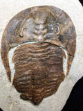 08808 - 4.17 Inch Beautiful CAMBROPALLAS TELESTO Cambrian Trilobite