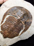 08808 - 4.17 Inch Beautiful CAMBROPALLAS TELESTO Cambrian Trilobite