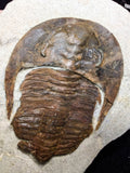 08808 - 4.17 Inch Beautiful CAMBROPALLAS TELESTO Cambrian Trilobite