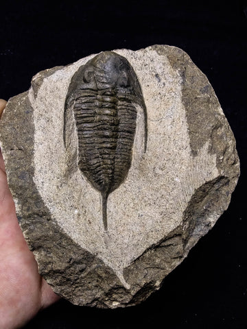 08811 - 2.62 Inch Rare MUCRONASPIS SP Trilobite Upper Ordovician Ktaoua Fm