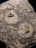 08824 - Beautiful 2 ONNIA SP Mass Mortality Plate Ordovician Ktaoua Fm Trilobites