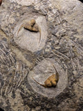 08824 - Beautiful 2 ONNIA SP Mass Mortality Plate Ordovician Ktaoua Fm Trilobites