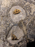 08824 - Beautiful 2 ONNIA SP Mass Mortality Plate Ordovician Ktaoua Fm Trilobites