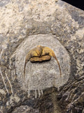 08824 - Beautiful 2 ONNIA SP Mass Mortality Plate Ordovician Ktaoua Fm Trilobites