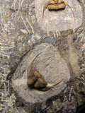 08824 - Beautiful 2 ONNIA SP Mass Mortality Plate Ordovician Ktaoua Fm Trilobites