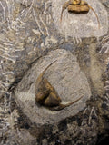 08824 - Beautiful 2 ONNIA SP Mass Mortality Plate Ordovician Ktaoua Fm Trilobites