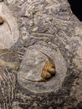 08824 - Beautiful 2 ONNIA SP Mass Mortality Plate Ordovician Ktaoua Fm Trilobites