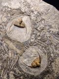 08824 - Beautiful 2 ONNIA SP Mass Mortality Plate Ordovician Ktaoua Fm Trilobites