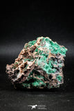 04988 -  Well Crystallized Acicular Brochantite with Quartz from South Morocco