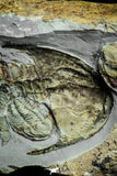 22000 - Top Rare Association of 6 Neltneria termieri Early Cambrian Redlichiid Trilobites