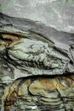 22000 - Top Rare Association of 6 Neltneria termieri Early Cambrian Redlichiid Trilobites