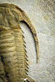 22001 - Top Rare 1.83 Inch Myopsolenites boutiouiti Middle Cambrian Trilobite