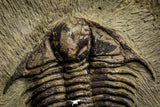 22003 - Top Rare 2.29 Inch Foulonia sp Lower Ordovician Trilobite Fezouata Formation