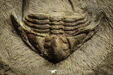 22003 - Top Rare 2.29 Inch Foulonia sp Lower Ordovician Trilobite Fezouata Formation