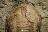 22004 - Top Rare 4.59 Inch Kierarges morrisoni Lower Ordovician Trilobite Fezouata Formation