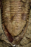 22004 - Top Rare 4.59 Inch Kierarges morrisoni Lower Ordovician Trilobite Fezouata Formation