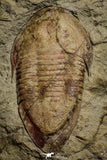 22004 - Top Rare 4.59 Inch Kierarges morrisoni Lower Ordovician Trilobite Fezouata Formation