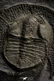 22007 - Beautiful 1.25 Inch Nankinolithus sp Lower Ordovician Trilobite