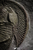 22007 - Beautiful 1.25 Inch Nankinolithus sp Lower Ordovician Trilobite