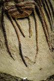 22008 - Top Rare Selenopeltis aff. gallica Lower Ordovician Trilobite Fezouata Fm