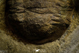 22009 - Top Rare 2.30 Inch Parabarrandia aff. crassa Middle Ordovician Trilobite