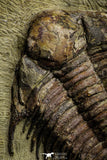 22011 - Top Rare 2.37 Inch Foulonia sp Lower Ordovician Trilobite Fezouata Formation