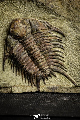 22011 - Top Rare 2.37 Inch Foulonia sp Lower Ordovician Trilobite Fezouata Formation